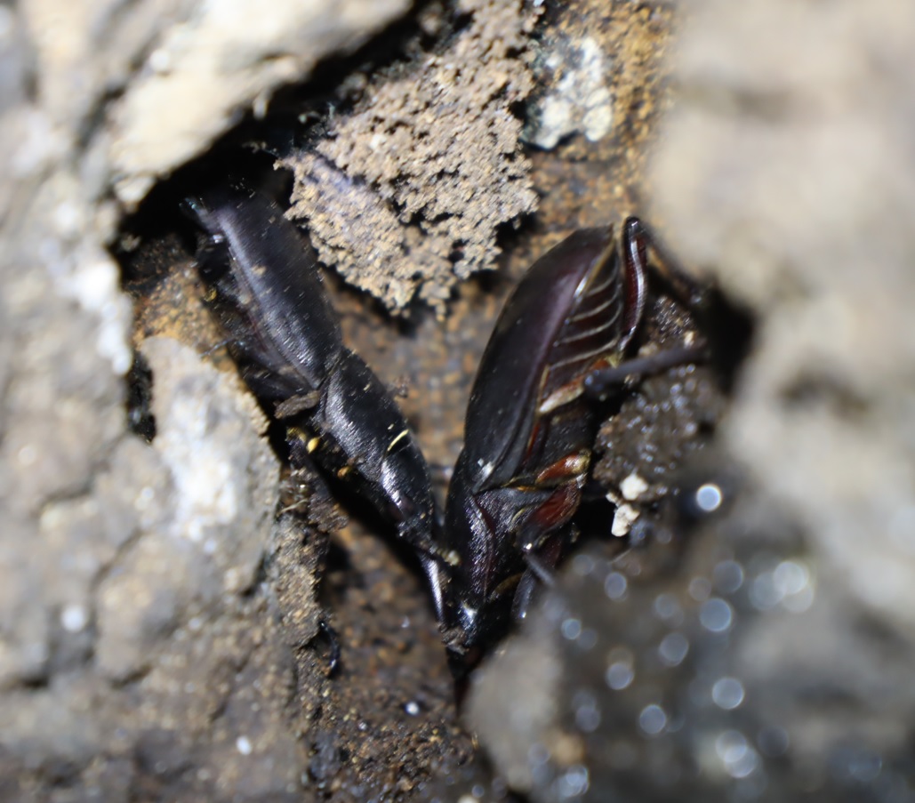 ヒラタクワガタ2♂（45mm,55mm）-アングル2_No7のクヌギ_クワガタ達のオアシス_2023年7月18日19時45分 気温31度